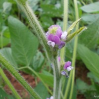 Glycine max (L.) Merr.